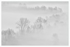 Alberi invernali nella nebbia Alberi invernali nella nebbia