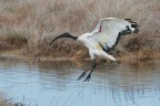 Ibis-sacro-in-arrivo_DSC06195