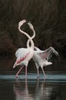 Avifauna_Sabaudia_LT_Dic2023_4 Avifauna_Sabaudia_LT_Dic2023_4