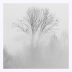 Rami nebbiosi con volatili in riposo