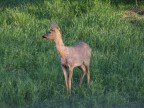 Capriolo Capriolo
