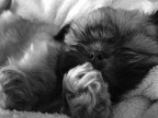 Zzz Zzz