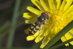 Apina Apina