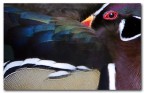 Abstract duck Abstract duck