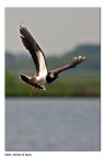 Pavoncella in volo Pavoncella in volo