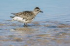 Pivieressa (Pluvialis squatarola) Pivieressa (Pluvialis squatarola)