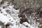 Stambecco sotto una nevicata Stambecco sotto una nevicata
