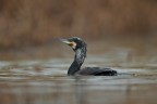 Cormorano in abito nunziale. Cormorano in abito nunziale.