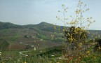 Rapitalà Rapitalà