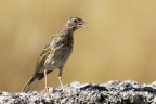 Prispolone (Anthus trivialis) Prispolone (Anthus trivialis)