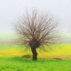 solitario solitario