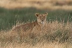 leonessa leonessa