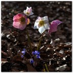 Heleborus niger ed erba hepatica. Heleborus niger ed erba hepatica.