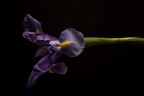 Viaggio Nello Spazio/Iris Viaggio Nello Spazio/Iris