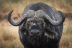 bufalo bufalo
