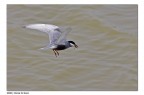Mignattino Piombato a pesca Mignattino Piombato a pesca