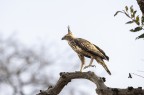 Aquila dal ciuffo i Aquila dal ciuffo i