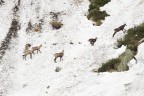 Camosci su un nevaio Camosci su un nevaio