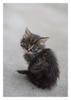 il piccolo (^__^) il piccolo (^__^)