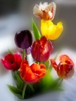 Tulipani e primavera! Tulipani e primavera!