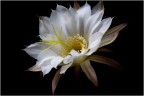 fiore 27 fiore 27