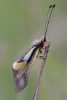 Libelloides Coccajus Libelloides Coccajus