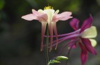 Che bel fiore Che bel fiore