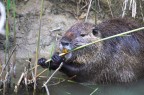 Nutria fotografata al parco ornitologico in Camargue