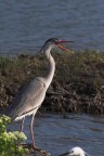 Airone fotografato al parco ornitologico in Camargue