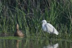 Il bianco e lo scuro Il bianco e lo scuro