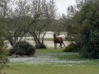 Cavallino della Giara .Sardegna.