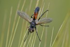 Cylindromya brassicaria su spiga Cylindromya brassicaria su spiga