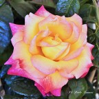 Rosa Rosa