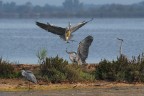 Aironi-cenerini_baruffa-per-un-pesce Aironi-cenerini_baruffa-per-un-pesce