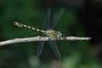 Onychogomphus forcipatus in pieno sole Onychogomphus forcipatus in pieno sole