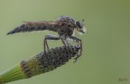 Asilide Asilide