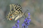 Papilio machaon