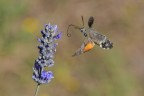 Macroglossum stellatarum
