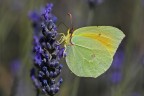 Gonepteryx cleopatra Gonepteryx cleopatra