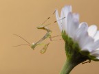 minuscola mantide minuscola mantide