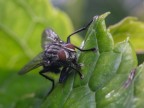 mosca assetata mosca assetata