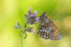 Melitaea athalia