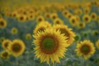 Il selfie del girasole... Il selfie del girasole...
