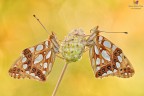 Issoria lathonia ² Issoria lathonia ²