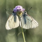 Macro_Helios_Giu2024