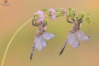 Orthetrum cancellatum ♂² Orthetrum cancellatum ♂²
