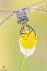 Cancellatum portrait... Cancellatum portrait...