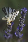 Podalirio_E_lavanda_Lug2024_5 Podalirio_E_lavanda_Lug2024_5