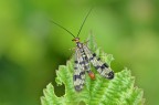 Mosca scorpione