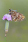 Melitaea-athalia_DSC00043